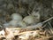 Closeup view of greylag goose eggs