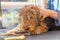 Closeup view of groomed puppy of Welsh Terrier looking looking at a grooming brush