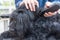 Closeup view of grooming ears of the Schnauzer dog