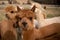 A closeup view of a group of alpacas on a farm