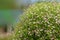 Closeup view of gypsophila