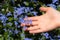 Closeup view of a hand palm and fingers reaching some myosotis flowers
