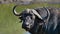 Closeup view of the head of an african buffalo with big antlers and an intimidating look at a waterhole in Chobe National Park.