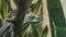 Closeup view head of a Black mamba in the Dallas City Zoo in Texas.