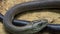 Closeup view head of a Black mamba in the Dallas City Zoo in Texas.