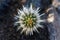 Closeup view of head on a Creeping Devil cactus. Needles form a unique, symmetrical pattern.