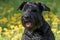 Closeup view of the head of the Giant Black Schnauzer Dog