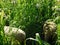 Closeup view. Herd Hampshire Sheep grazing in a very high Pearl Millet, seeded tops, Plantation field. Green landscape.