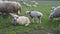 Closeup view of herd of sheep grazing in meadow in countryside on summer day.