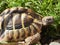Closeup view of Hermann` s tortoise 12