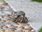 Closeup view of a hermit crab