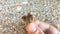 Closeup view of hermit crab with shell in human hand