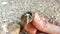 Closeup view of hermit crab with shell in human hand