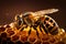 Closeup view of honey bee on the table, in a flight and on honeycomb. Useful insect