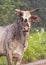 Closeup view of horned dirty white cow in the State of Oklahoma in the United States of America.