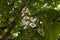 Closeup view of horse chestnut flower and small seed buds.