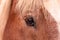 Closeup view of a horse eye covered with forelock hair.
