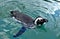 Closeup view of a Humboldt Penguin swimming on water`s surface