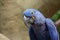 Closeup view of Hyacinth Macaw parrot