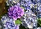 Closeup view hydrangea blooms, Portofino, Italy