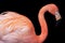 Closeup view of isolated flamingo