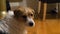 Closeup view Jack Russell Terrier sad dog looking to camera sitting on wooden kitchen floor