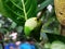 closeup view of a jackfruit flower and young jackfruit