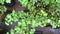 Closeup view of Jade plant