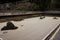 Closeup view of the Japanese Zen garden with pebbles and stones in Ryoanji, Kyoto, Japan