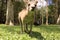 Closeup view of a Kangaroo reaching for camera