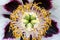 Closeup view of a large white purple peony with a yellow green middle