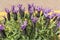 Closeup view lavender flowers