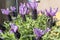 Closeup view lavender flowers