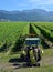 Closeup view of Leaf Removal Machine in Sauvignon Blanc Vineyard