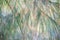 Closeup view of leaves of a casuarina equisetifolia tree. Australian Pine Tree.