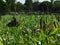 Closeup view. Llama and Herd Hampshire Sheep grazing in a very high Pearl Millet, seeded tops, Plantation field. Green landscape.