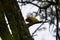 Closeup view of lovebirds perched on a short branch of tree