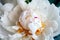 Closeup view of a lush white peony in a soft pleasant tint. Beautiful flower as a gift for the holiday. Bouquet