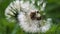 Closeup view macro of two white fluffy dandelion flowers