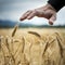 Closeup view of male hand making a protective gesture above golden ripening ears of wheat growing in the field