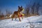 Closeup view of a Malinois dog playing in a snow