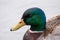 A closeup view of a mallard ducks head
