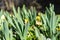 Closeup view of many young sprouts of tulips flowers growing