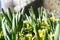 Closeup view of many young sprouts of tulips flowers growing