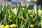 Closeup view of many young sprouts of tulips flowers growing