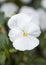 Closeup view matrix white pansy