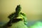 Closeup view Meso-American slider turtle (Trachemys venusta