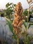 Closeup view of a millet crop