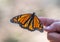 Closeup view of a monarch butterfly perched on a finger on the island of Maui in the state of Hawaii.