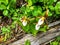 A closeup view of Mountain Lady`s Slipper or Cypripedium montanum, growing in the forests of the Rocky Mountains in Waterton Lakes